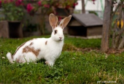 Spostare un coniglio al chiuso all aperto (in 5 semplici passaggi)