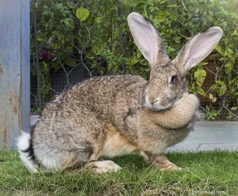 Гигантские фламандские кролики в качестве домашних животных (полное руководство по уходу + изображения)