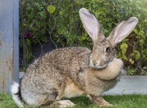 Conigli giganti fiamminghi come animali domestici (una guida completa alla cura e immagini)