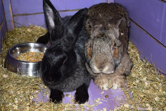 Гигантские фламандские кролики в качестве домашних животных (полное руководство по уходу + изображения)