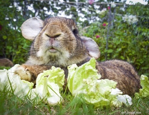 Conigli giganti fiamminghi come animali domestici (una guida completa alla cura e immagini)