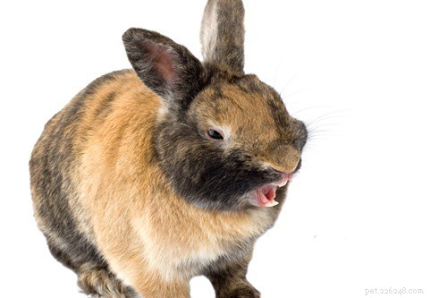 토끼의 이빨을 짧게 유지하는 방법
