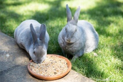 Jak pečovat o králíka Rex (jídlo, bydlení, zábava + zdraví)