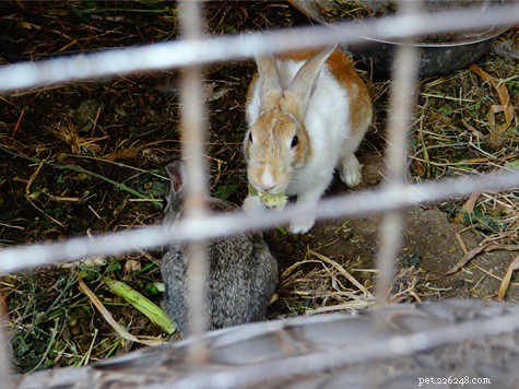 7 segni di comportamento dominante nei conigli