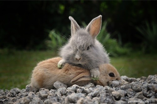 7 segni di comportamento dominante nei conigli