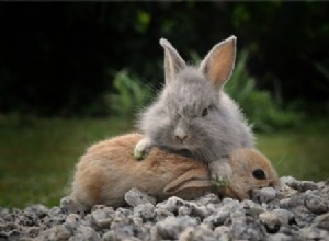 7 tecken på dominant beteende hos kaniner
