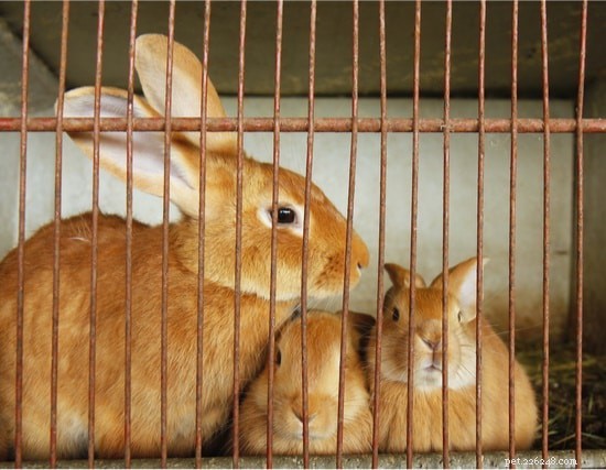 Hoe zorg je ervoor dat een konijnenkooi niet stinkt