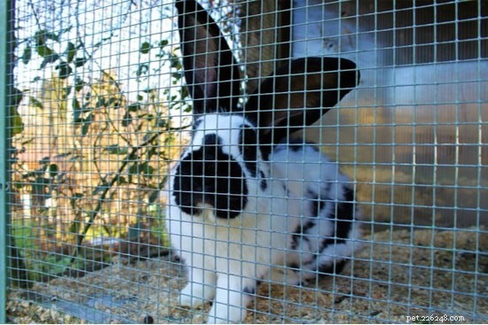 ウサギのケージの臭いを防ぐ方法 