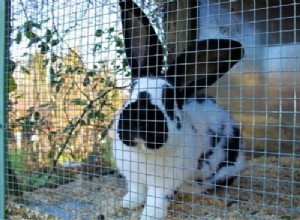 Comment empêcher une cage à lapin de sentir mauvais