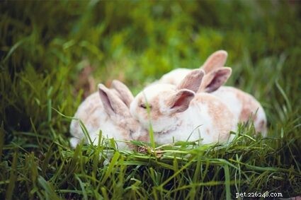 Verzorgingsgedrag bij konijnen (hiërarchie, dominantie en kappers)