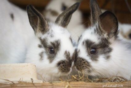7 положительных признаков привязанности к кроликам