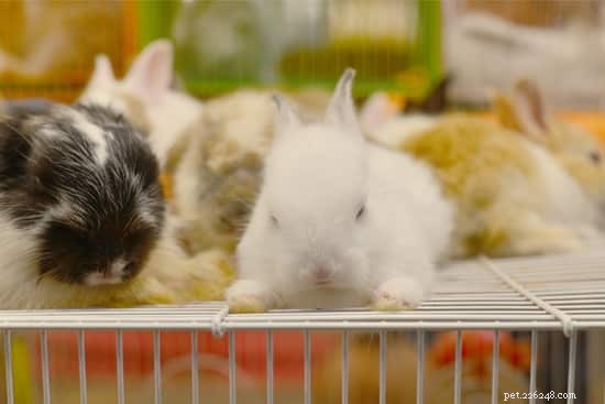 17 простых идей по обогащению кроликов