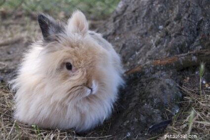 Een volledige gids voor het verzorgen van Franse angora konijnen als huisdier