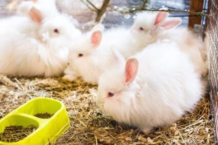 Una guida completa per prendersi cura dei conigli d angora francesi come animali domestici