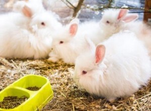 Úplný průvodce péčí o francouzské angorské králíky jako domácí mazlíčky