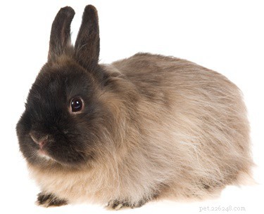 ペットとしてのジャージーウーリーのウサギ：ケアへの完全なガイド 