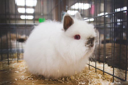 Jersey Wooly Rabbits As Pets:A Complete Guide to Care
