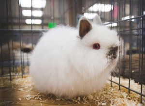 Jersey Wooly Rabbits As Pets:A Complete Guide to Care