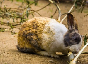 Могут ли кролики жевать ветки? (яблоня, сосна, роза, кедр и олива)