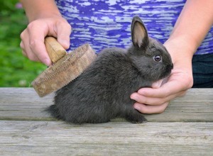 Hoe je matten uit konijnenbont haalt