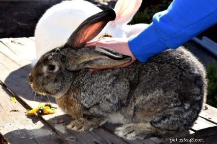Cuidando de coelhos grandes como animais de estimação (coelheira, comida, exercício e saúde)