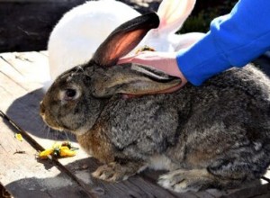 Zorgen voor grote konijnen als huisdier (hok, voer, beweging en gezondheid)