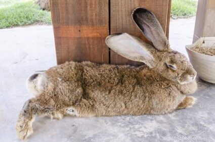 ペットとしての大きなウサギの世話（ハッチ、食べ物、運動、健康） 