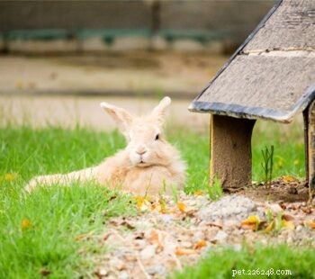 Домашний кролик или кролик на улице:что лучше?