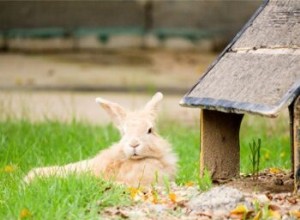Домашний кролик или кролик на улице:что лучше?