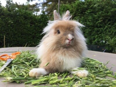 Lionhead Rabbits as Pet (Een volledige verzorgingsgids met tips en afbeeldingen)