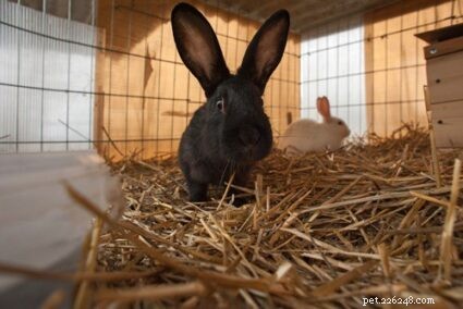 집 토끼 대 야외 토끼:어느 것이 더 나은 선택입니까?