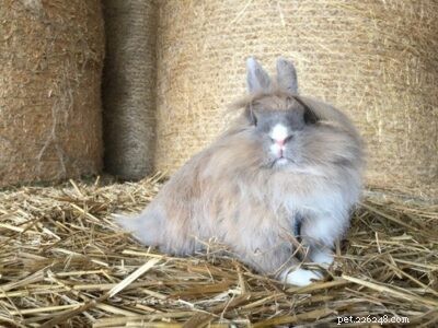 I conigli Lionhead come animali domestici (una guida completa alla cura con suggerimenti e immagini)