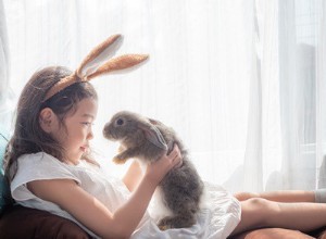 Jak pečovat o staršího králíka
