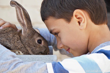 Waar worden konijnen het liefst geaaid?