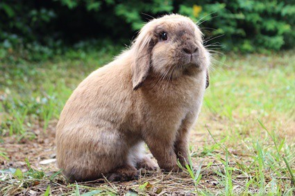 Cosa significa quando il tuo coniglio domestico ti morde?
