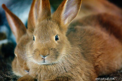 Wat betekent het als je konijn je bijt?