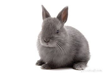 Разные ли у кроликов характеры?