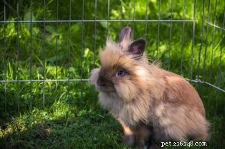 I conigli hanno personalità diverse?