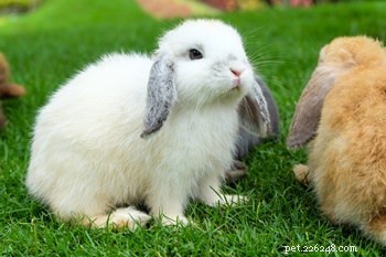 Les lapins ont-ils des personnalités différentes ?