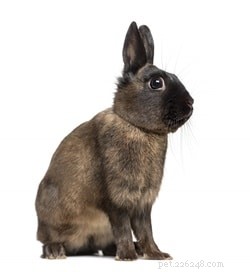 Har kaniner olika personligheter?