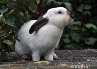 토끼는 다른 성격을 가지고 있습니까?