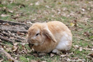 토끼는 다른 성격을 가지고 있습니까?