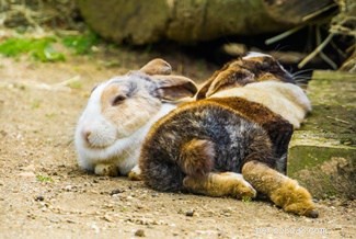 Les lapins ont-ils des personnalités différentes ?