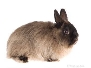 I conigli hanno personalità diverse?