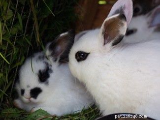 Os coelhos têm personalidades diferentes?