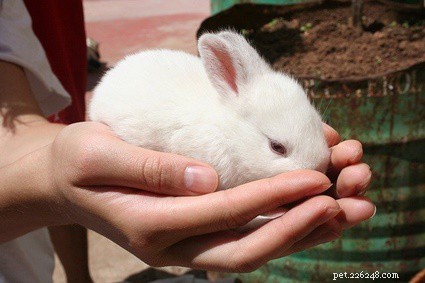 あなたはあなたのウサギとどのくらいの時間を費やすべきですか？ 