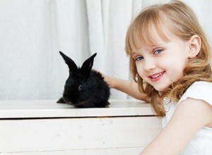 Hoeveel tijd moet je met je konijn doorbrengen?