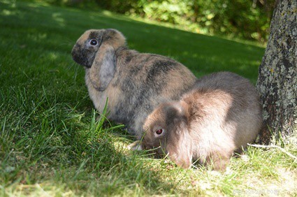 Dovrei avere il microchip del mio coniglio?
