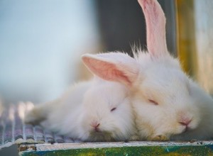 토끼의 우유 생산량을 늘리는 방법