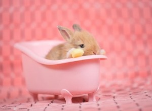 Is het veilig om een ​​konijn in bad te doen?